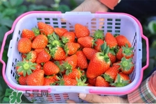 什么天氣摘草莓比較好？天氣多少度摘草莓最好？