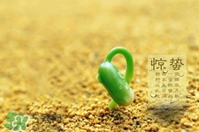 驚蟄節(jié)氣要注意什么？驚蟄節(jié)氣養(yǎng)生注意事項(xiàng)