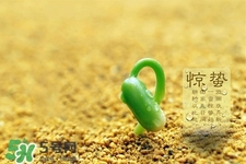 驚蟄如何養(yǎng)生？驚蟄前后如何養(yǎng)生？