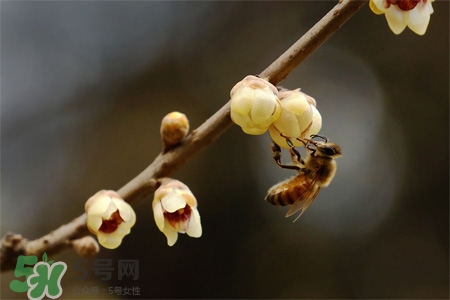 驚蟄可以動針線嗎？驚蟄為什么不動針線？