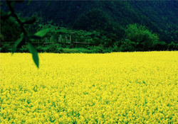 3月份能看到油菜花嗎？三月份有油菜花看嗎？