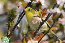 禽流感期間能接觸鳥糞嗎？碰到鳥糞會得禽流感嗎？