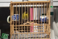 禽流感期間能接觸鳥糞嗎？碰到鳥糞會得禽流感嗎？