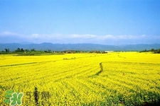 油菜花幾月開(kāi)？油菜花什么季節(jié)開(kāi)？