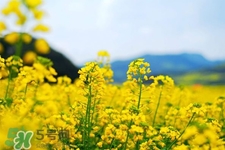 油菜花能開多久？油菜花花期有多長(zhǎng)？