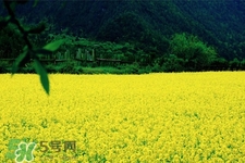 油菜花蜜為什么便宜？油菜花蜜的作用與功效