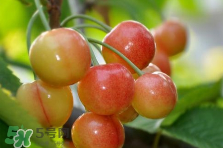 白玉櫻桃是什么？白玉櫻桃能吃嗎？