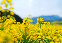 油菜花能開多久？油菜花花期有多長？