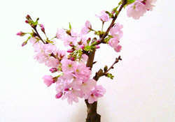 櫻花可以盆栽嗎？櫻花盆栽好養(yǎng)嗎？