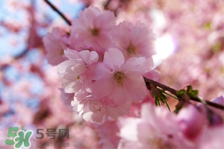櫻花可以盆栽嗎？櫻花盆栽好養(yǎng)嗎？