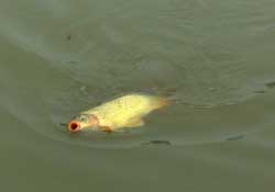 驚蟄前后可以夜釣鯉魚(yú)嗎？驚蟄前后釣魚(yú)技巧