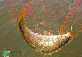 驚蟄前后好釣魚嗎？驚蟄前后釣魚技巧
