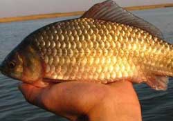 驚蟄前后好釣魚(yú)嗎？驚蟄前后釣魚(yú)技巧