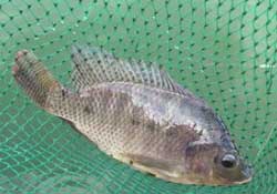 驚蟄能釣魚(yú)嗎？驚蟄釣什么魚(yú)好？