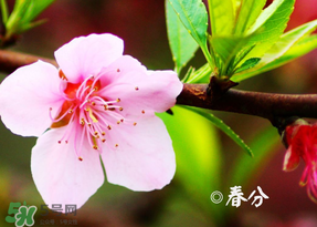 2017年春分是什么時(shí)候？2017年春分是幾月幾號(hào)？