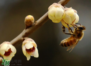 驚蟄過后一周會(huì)下雨嗎？驚蟄下雨好嗎？