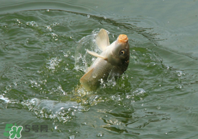 驚蟄過(guò)后好釣魚(yú)嗎？驚蟄后陰雨天好釣魚(yú)嗎？