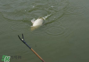 驚蟄過(guò)后好釣魚(yú)嗎？驚蟄后陰雨天好釣魚(yú)嗎？