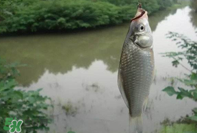 春分節(jié)氣好釣魚嗎？春分釣魚技巧