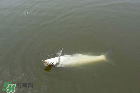 春分節(jié)氣好釣魚嗎？春分釣魚技巧