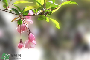春分開什么花？春分什么花開？