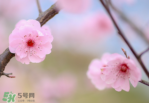 春分開什么花？春分什么花開？