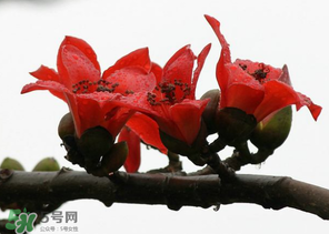 春分會(huì)下雨嗎？春分節(jié)氣下雨好還是不好？