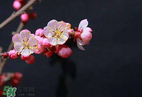 春分會(huì)下雨嗎？春分節(jié)氣下雨好還是不好？