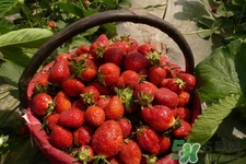 家里可以種草莓嗎？陽臺上可以種草莓嗎？