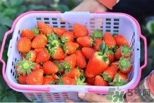 家里可以種草莓嗎？陽臺上可以種草莓嗎？
