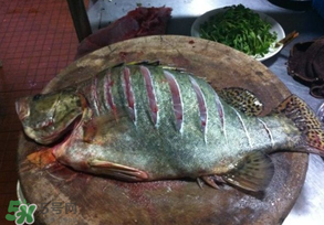 三月份吃什么魚(yú)？3月份吃什么魚(yú)好？