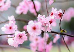 春分開什么花？春分什么花開？