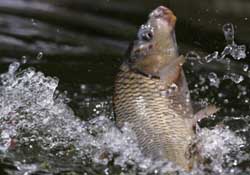 驚蟄過(guò)后好釣魚(yú)嗎？驚蟄后陰雨天好釣魚(yú)嗎？