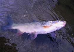 3月份釣魚用什么餌料？三月份釣魚用什么魚餌？