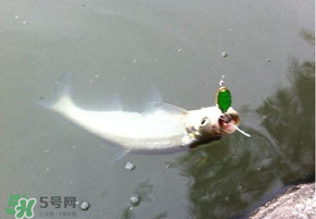 ?3月份可以釣翹嘴嗎？翹嘴幾月份好釣？