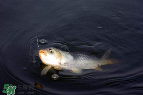 3月份釣魚用什么餌料？三月份釣魚用什么魚餌？