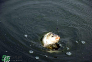 3月份釣魚用什么餌料？三月份釣魚用什么魚餌？