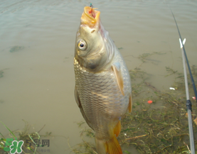三月份釣鯉魚好釣嗎？3月份釣鯉魚用什么好？