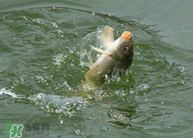 三月份釣鯉魚好釣嗎？3月份釣鯉魚用什么好？