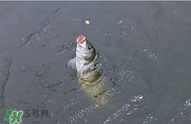 三月份釣鯉魚好釣嗎？3月份釣鯉魚用什么好？