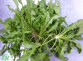 薺菜葉子黃了能吃嗎？薺菜發(fā)黃能吃嗎？