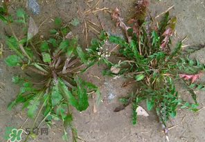 野生薺菜長什么樣？野生薺菜怎么識別？