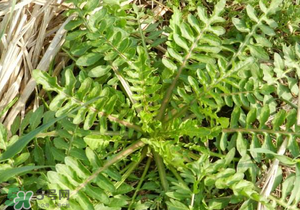 野生薺菜長什么樣？野生薺菜怎么識別？