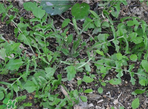 野生薺菜長什么樣？野生薺菜怎么識別？