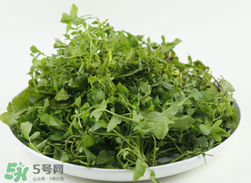 薺菜多少錢一斤？野生薺菜多少錢一斤？