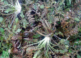 腎結(jié)石能吃薺菜嗎？腎結(jié)石可以吃薺菜嗎？