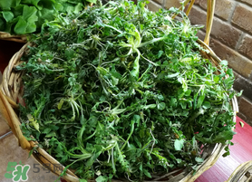 腎結(jié)石能吃薺菜嗎？腎結(jié)石可以吃薺菜嗎？