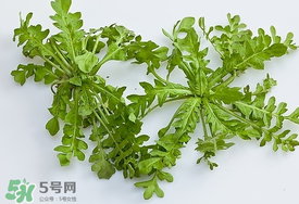 薺菜有蟲子嗎？薺菜根有蟲子嗎？