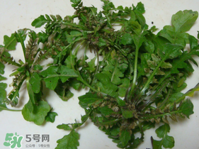 薺菜有蟲子嗎？薺菜根有蟲子嗎？