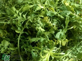 薺菜怎么保存？薺菜可以曬干存放嗎？